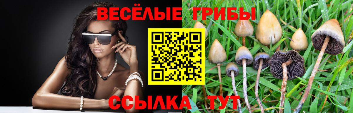 Галлюциногенные грибы Psilocybe Калининград